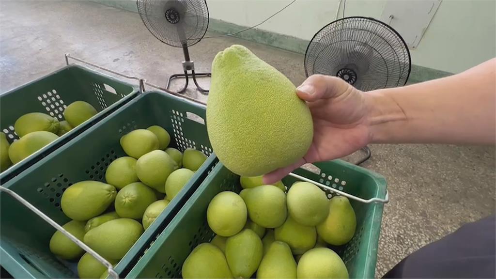 中國再禁柑橘類進口　出口商措手不及　預估損失300~500萬