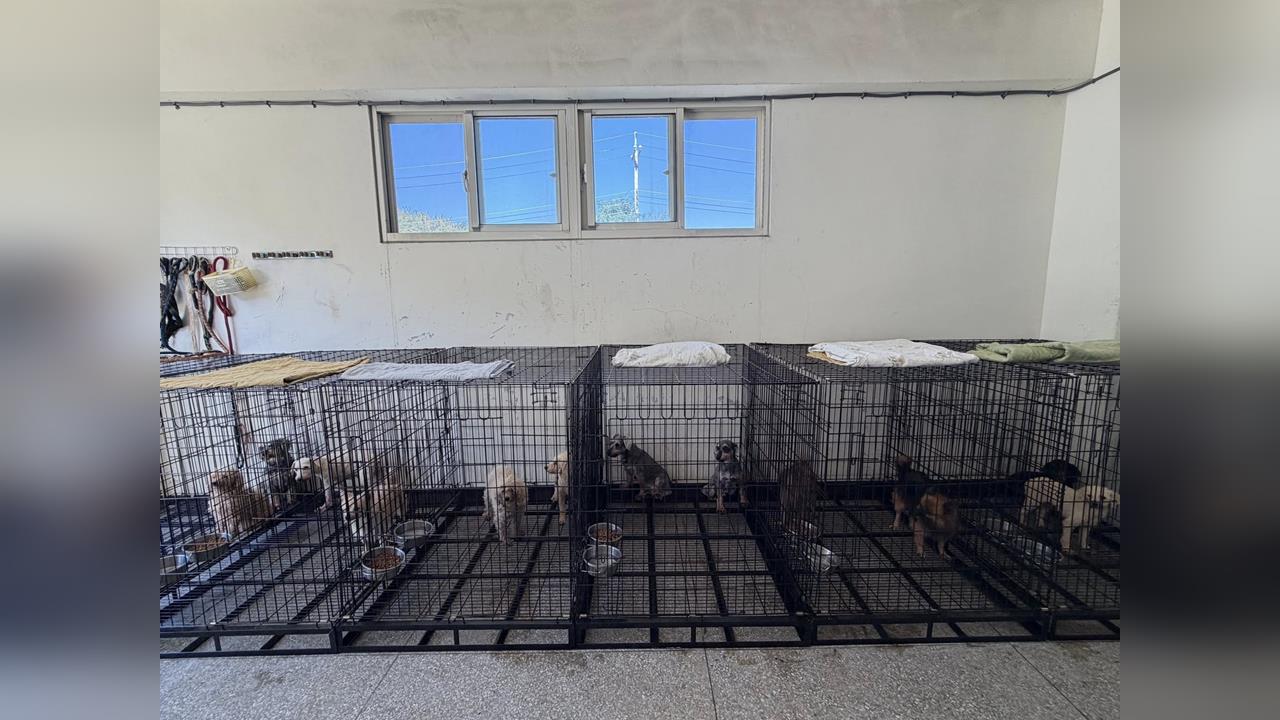 快新聞 /米可白怒批188割聲帶犬被送回業者 鍾東錦回應了