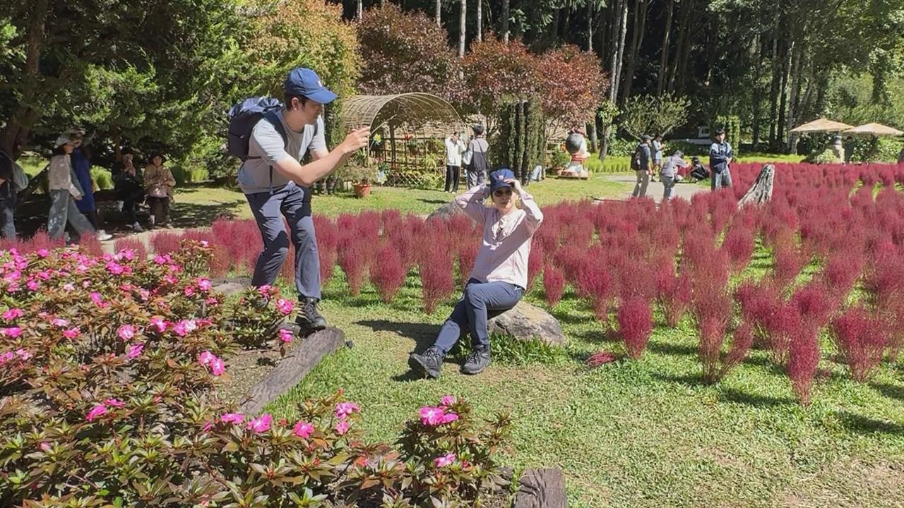入秋南投杉林溪園區「波波草」全翻紅　遊客直呼太美了！