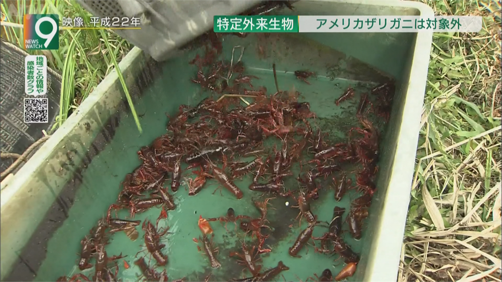 日本小龍蝦危及生態 11月起禁寵物店販售