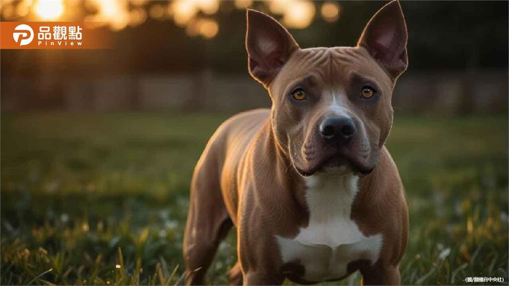 咬人比特犬Lucky上嘴套牽繩散步！新主人：牠太護主