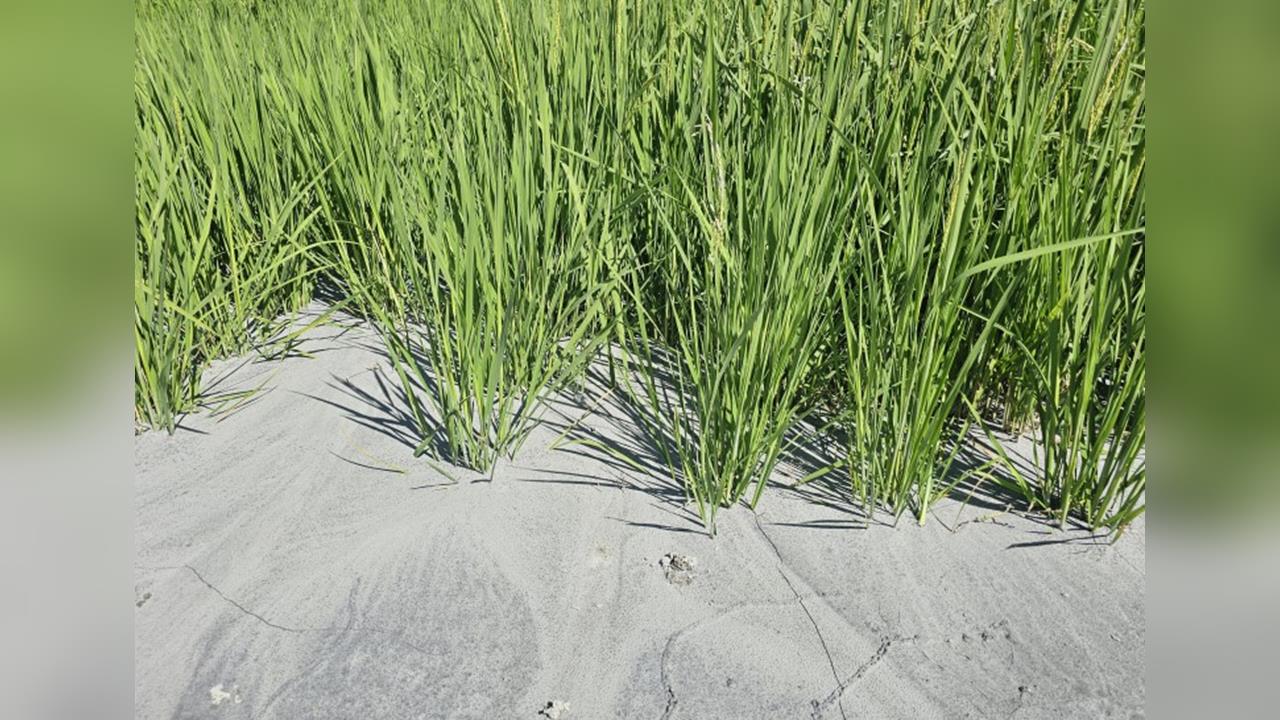 花蓮農改場辦農田技術講習會　指導受災農民改良農地拚復耕