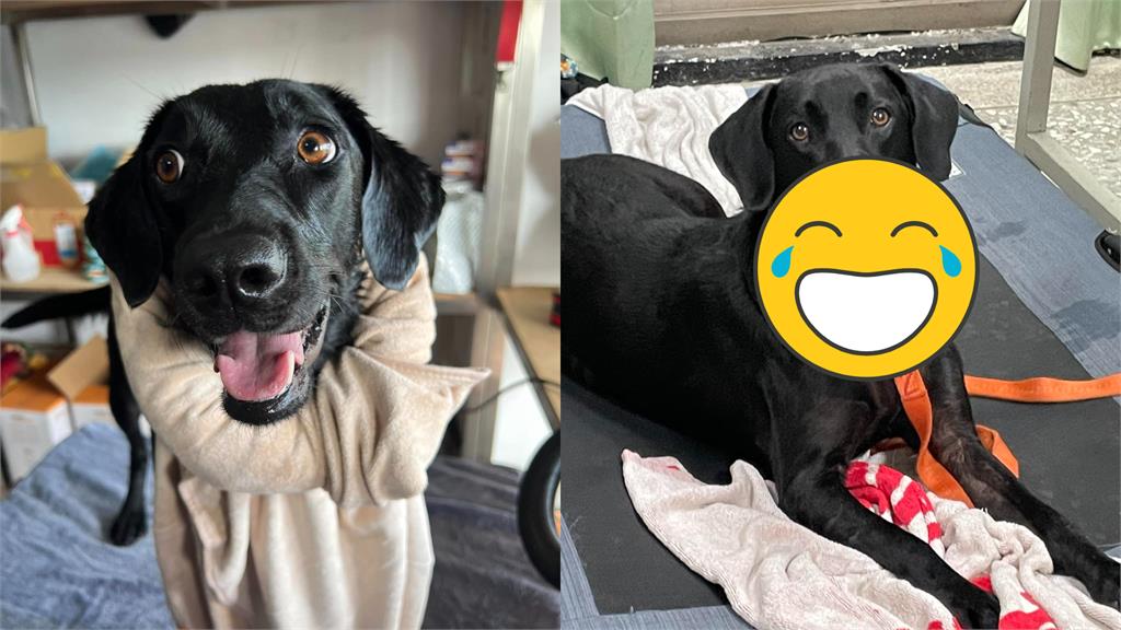 母湯色色！呆萌搜救犬「嘴咬1物」裝可愛　網秒面壁羞喊：以為是姐夫…