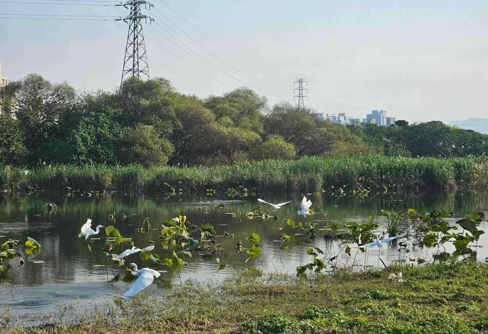 季節限定生態美景　大漢溪濕地芒花綻現冬候鳥齊聚