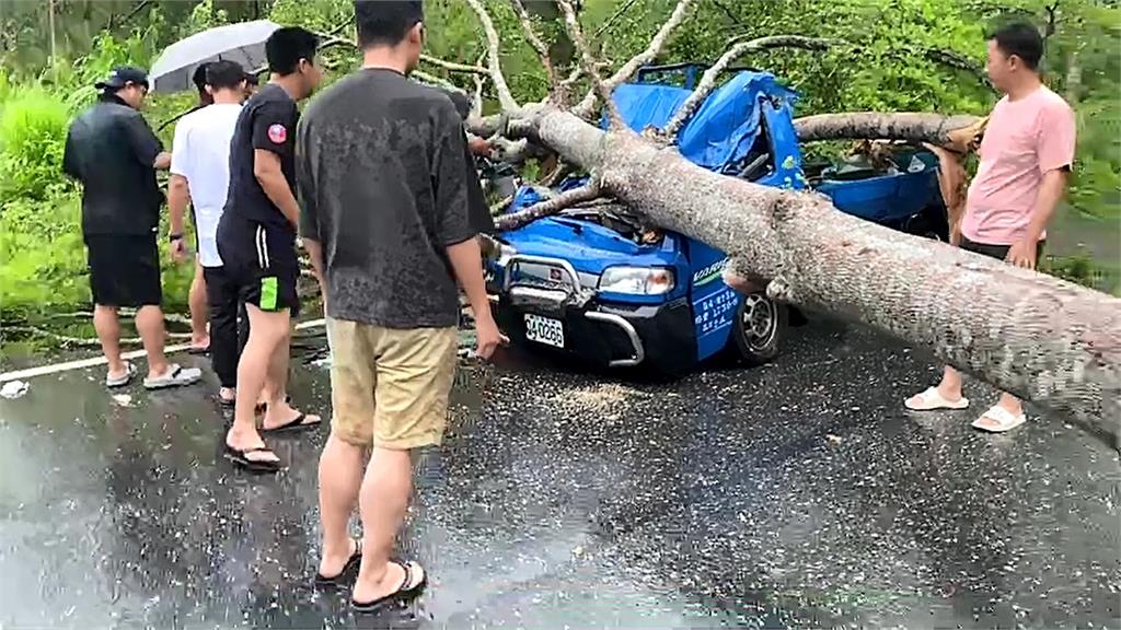快新聞／海葵帶來強風豪雨！花蓮南安路樹倒塌砸車　卡車車頭全毀