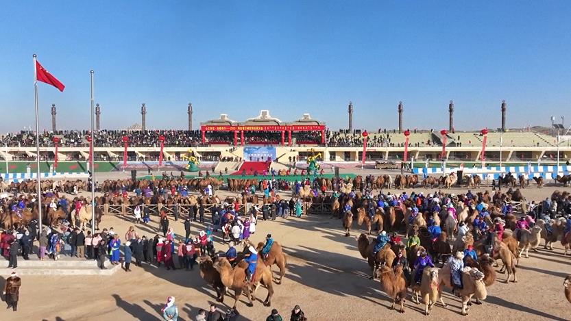 新疆大漠「駱駝賽跑」超壯觀　超過一萬隻駱駝奔騰黃沙滾滾