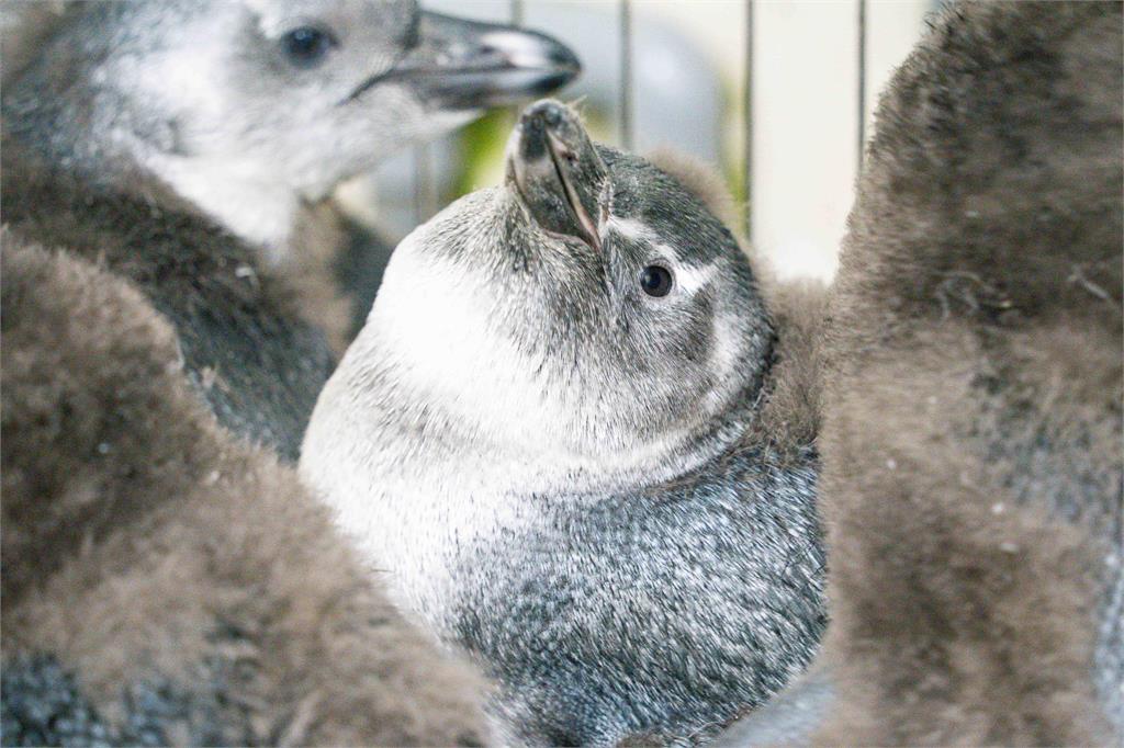 快新聞／北市動物園企鵝館迎嬰兒潮！　黑腳企鵝家族新增7小福