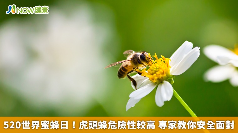 520世界蜜蜂日!虎頭蜂危險性較高 專家教你安全面對