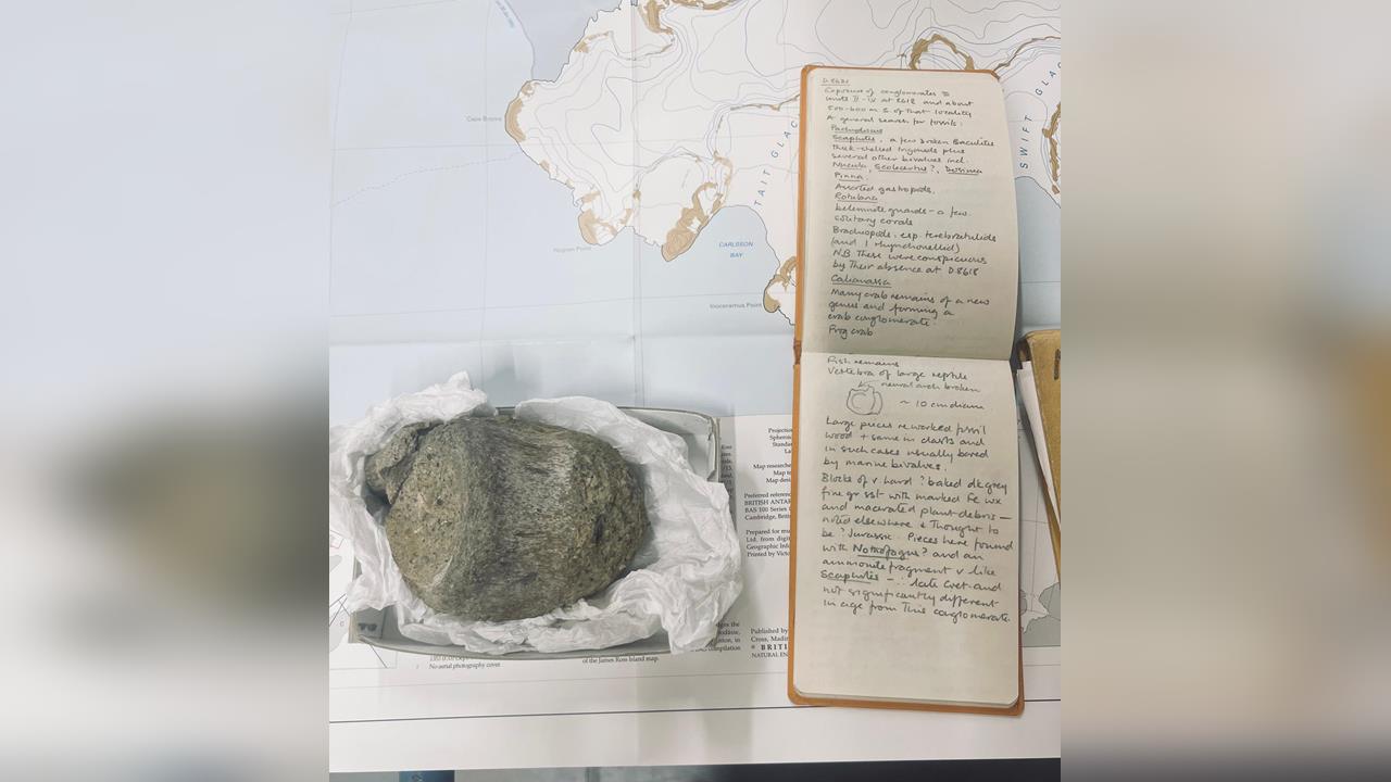 快新聞／塵封抽屜40年！南極「首塊恐龍化石」現身　改寫古生物研究史