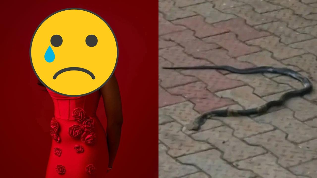 26歲正妹歌手睡一半遭「猛蛇闖豪宅」狠咬2口　竟「毒發失語」苦撐1天亡！