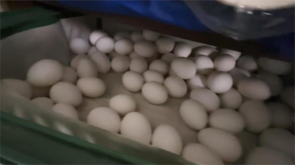 禁止商家囤積雞蛋　行政院：業者無理由不釋出最重判3年