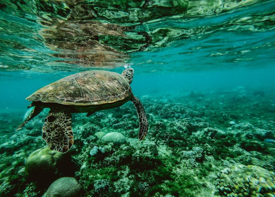 查獲黑市價百萬鯊魚劍　管碧玲籲守護海洋生物
