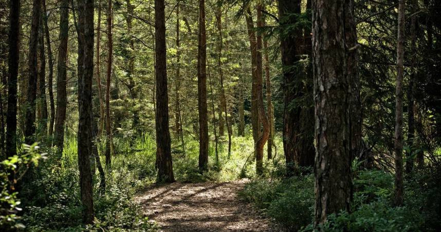 嫌8歲兒不聽話　日本28歲狠母聯手男友「丟包深山」：為了管教