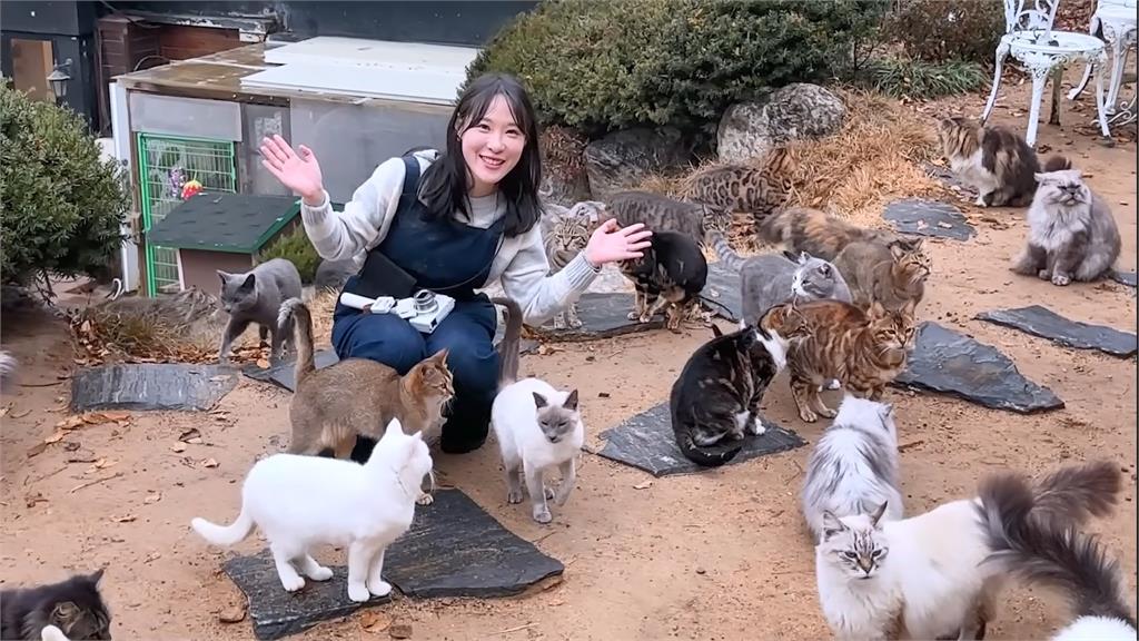 貓奴的天堂！在首爾享受被130隻貓包圍的震撼　她嗨喊：太幸福了