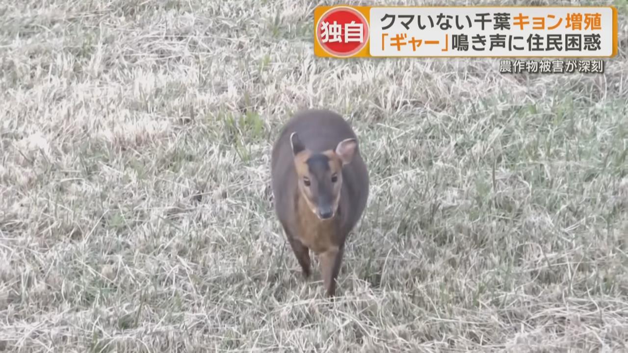 繁殖力驚人！ 千葉縣山羌氾濫 「吃霸王餐」困擾農民