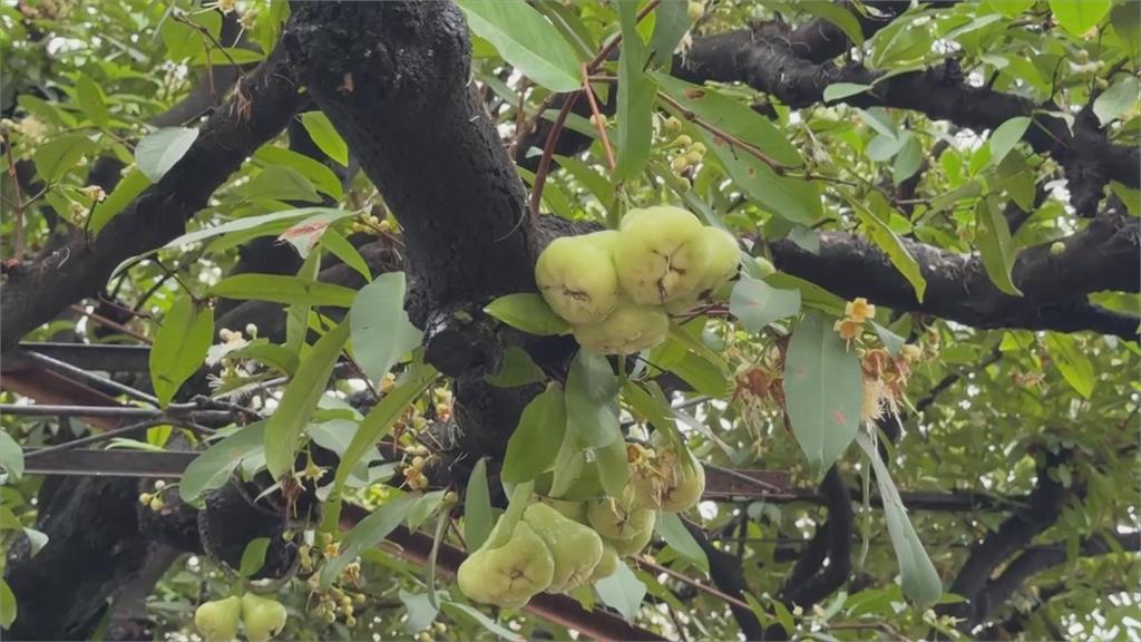 南部大雨下不停！高雄「保福榕公」斷裂　台南新市白蓮霧不堪「水分過量」落果多