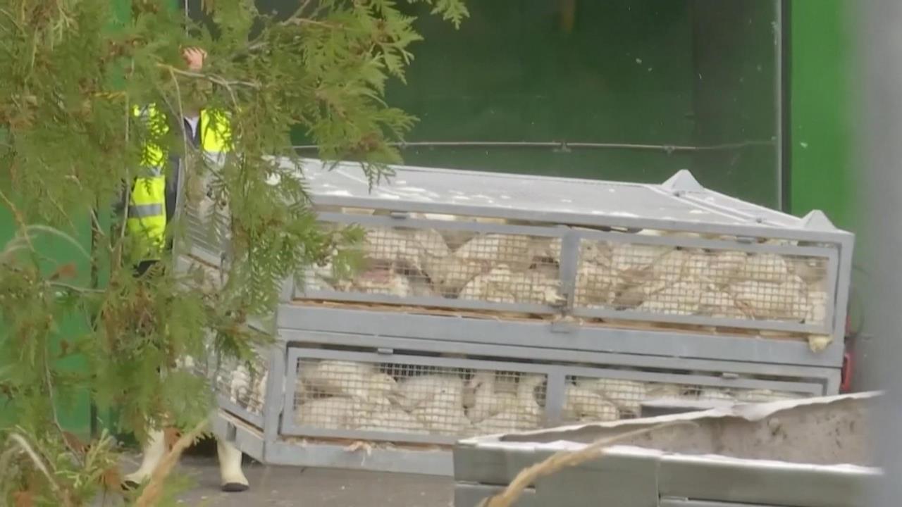 歐洲多國爆發禽流感疫情 德國加強防控 兩天內撲殺13萬隻禽鳥