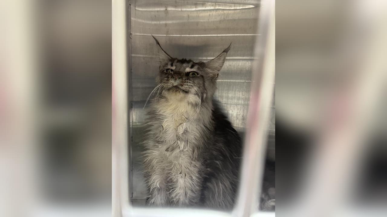 快新聞／桃園破獲非法繁殖場！36隻緬因貓全身病　動保人士：業者已第3次被抓