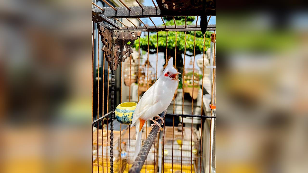 快新聞／鳥叫聲太吵？台南女子失眠向鄰居求償10萬　法院判敗訴