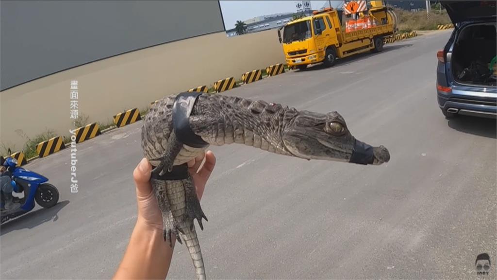 台南驚現鱷魚出沒 youtuberJ爸捕捉上岸