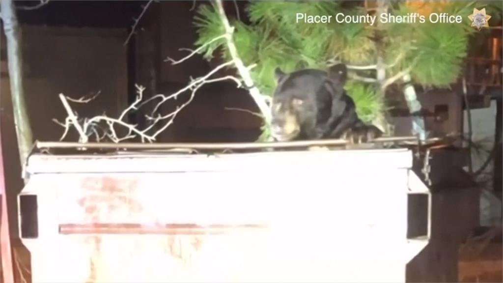 糗了！加州黑熊鑽垃圾箱覓食受困 警局救援後發現是累犯