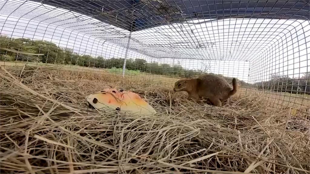 土撥鼠大逃亡？曾不明原因成群消失　動保1招恢復生態平衡