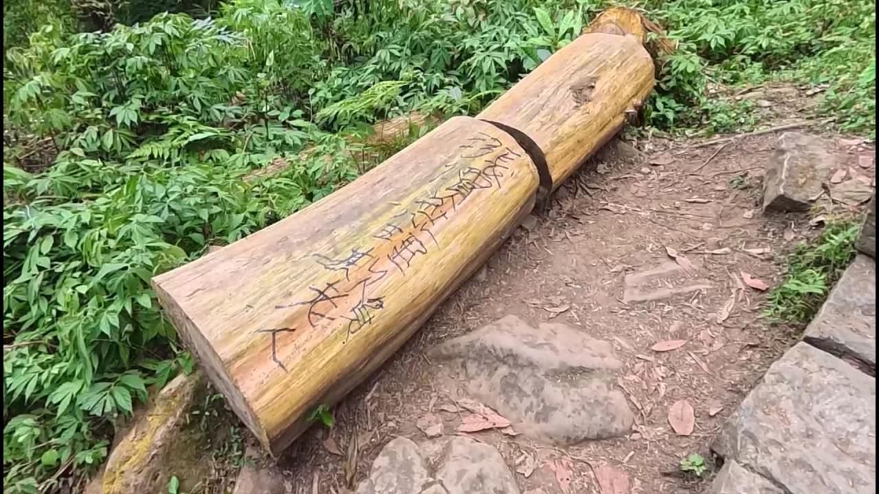 溪頭65歲以上特惠票漲價！　樹木遭洩憤亂塗鴉