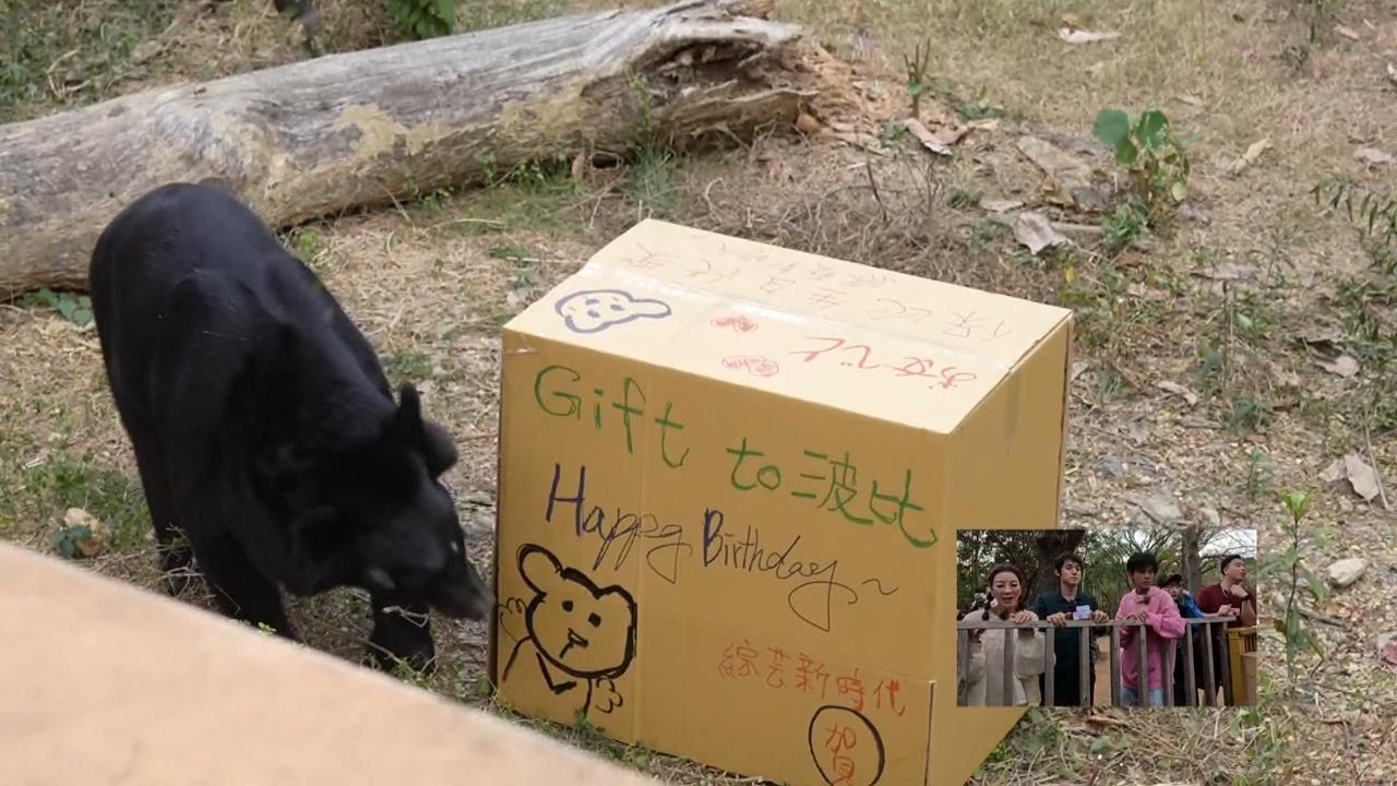 外景節目前進高雄壽山動物園 #-#為黑熊波比22歲慶生