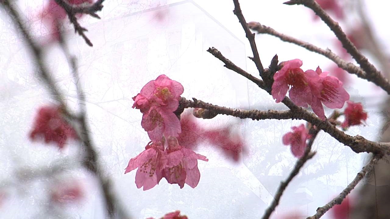 花蓮千棵櫻花樹染紅山頭 氣候影響提早開