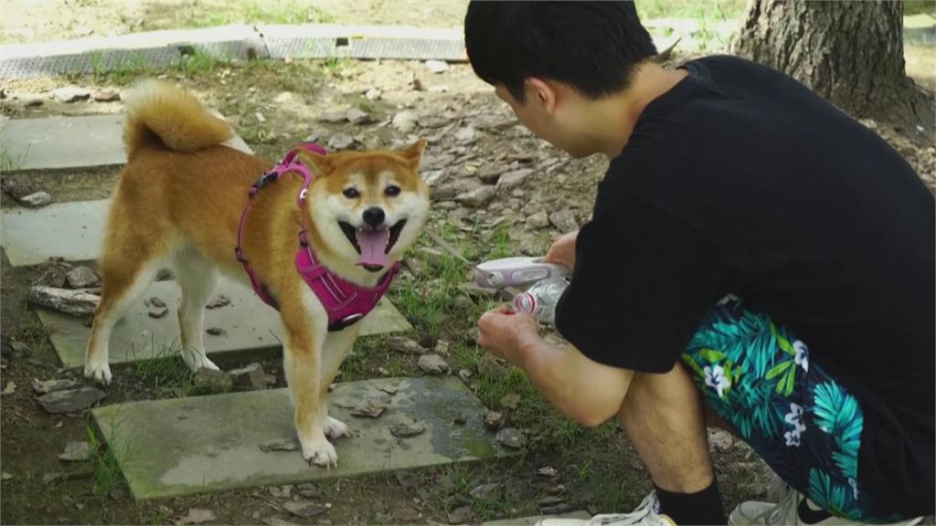 飼主購入寵物版涼感衣物　降溫小物防寵物中暑