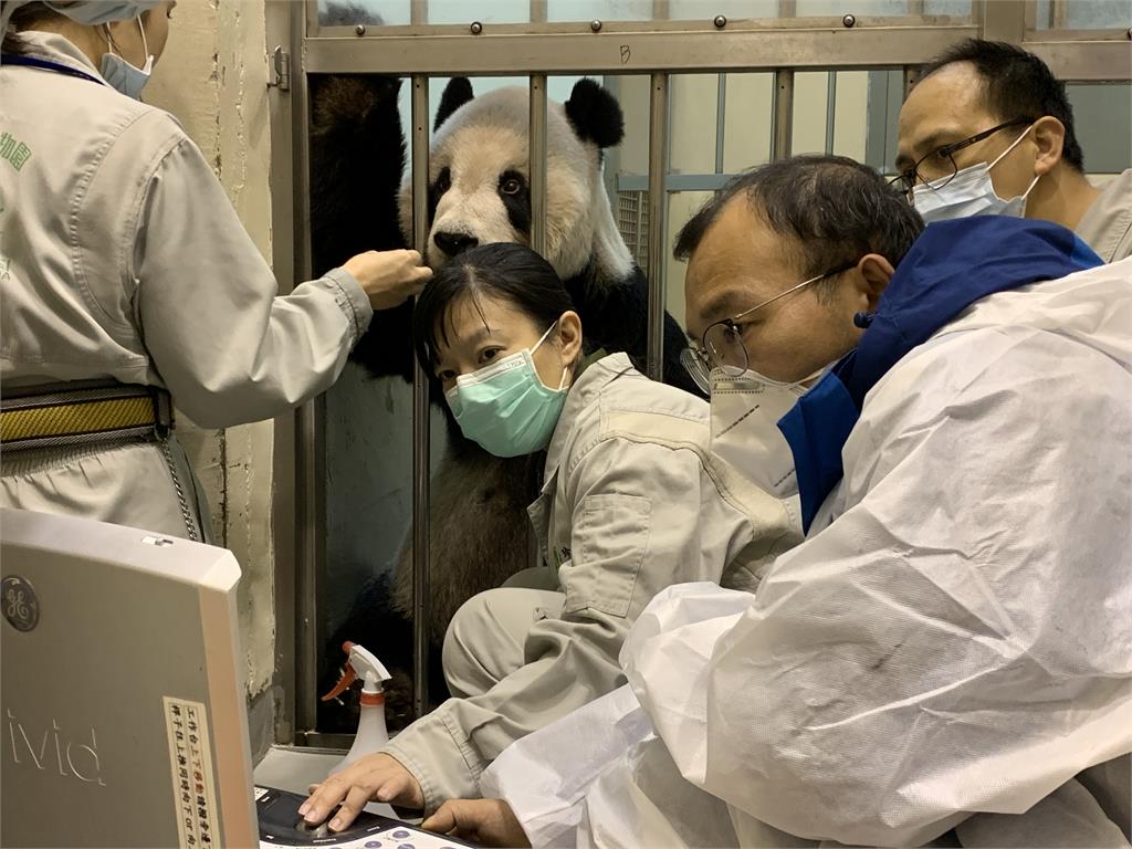 快新聞／中國大貓熊專家明離台　動物園曝「團團」最新病況