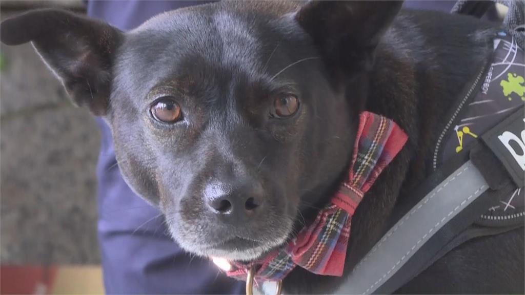 最萌幫手！林園派出所「嘿咪」浪浪變身警犬