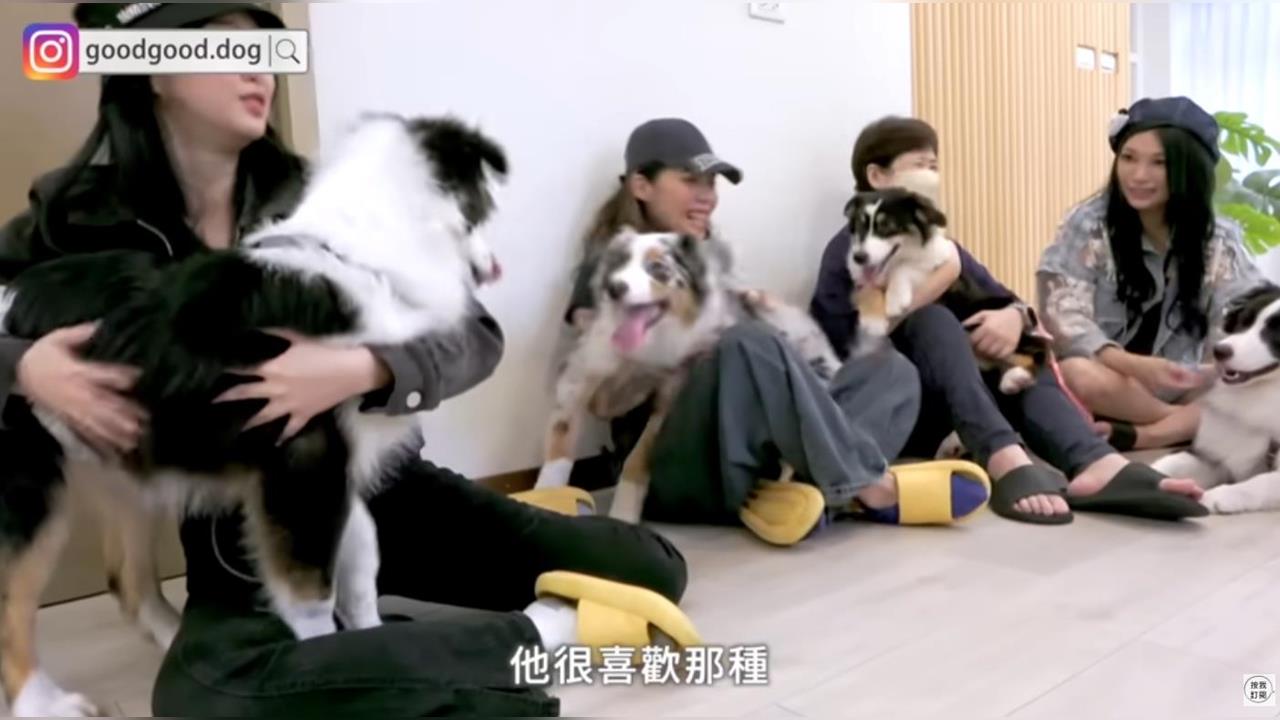 澳洲牧羊犬聚會嗨到失控　訓犬師笑虧飼主：每個都很狼狽