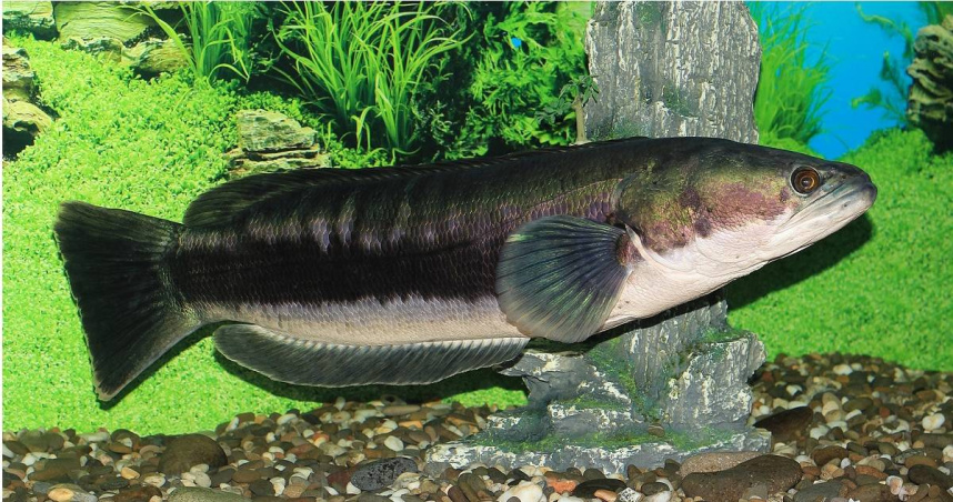 「潭中惡霸」魚虎數量驟減！疑眼點麗魚崛起成新威脅