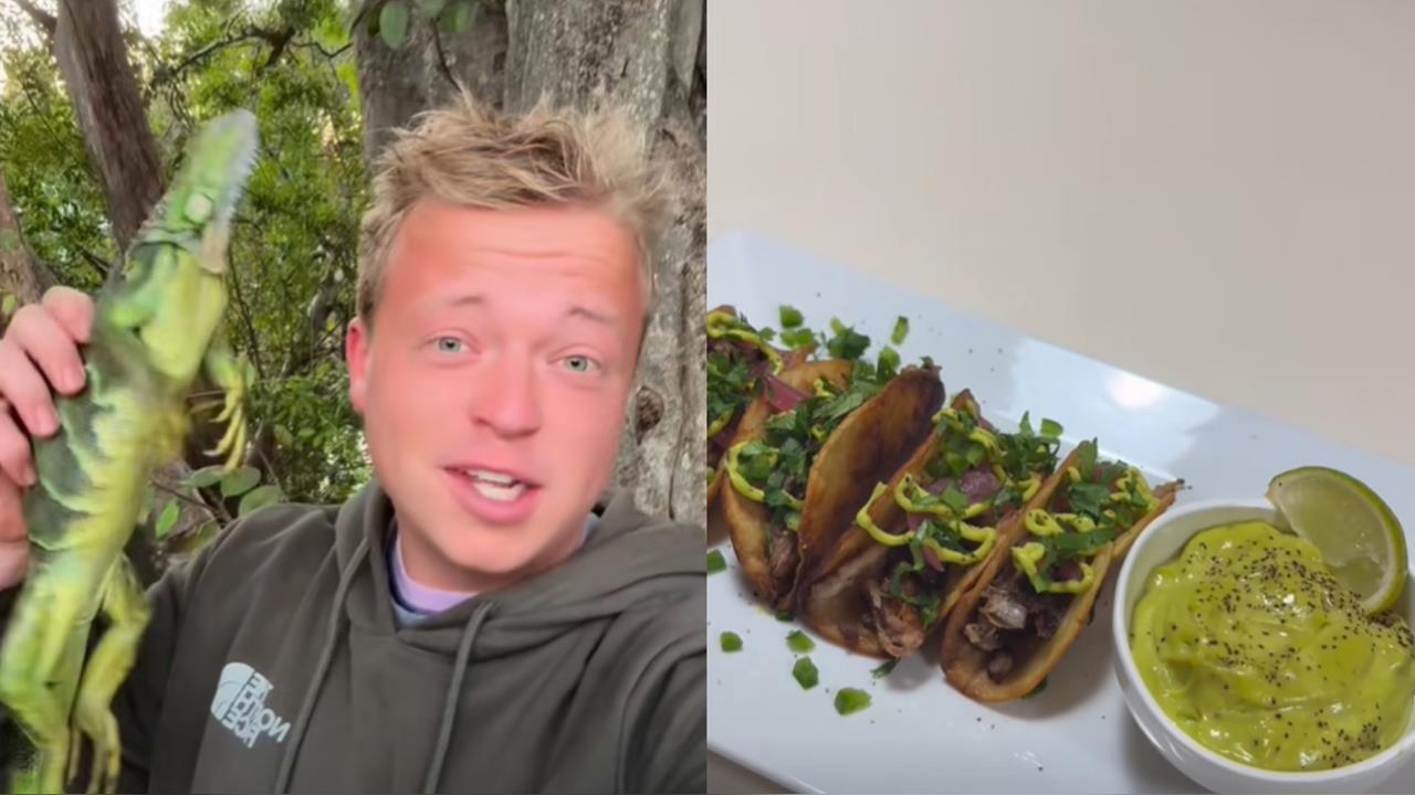 美國佛州下起「綠鬣蜥雨」超震撼！全部石化畫面曝「居民撿來做塔可」