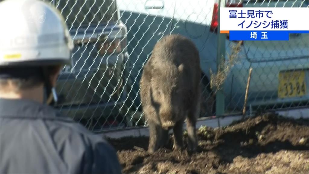 關東驚傳野豬出沒 警消捕豬大作戰