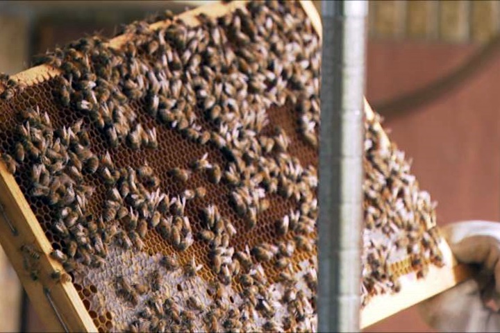 都市樂活「蜂」點子 你家也能養蜜蜂