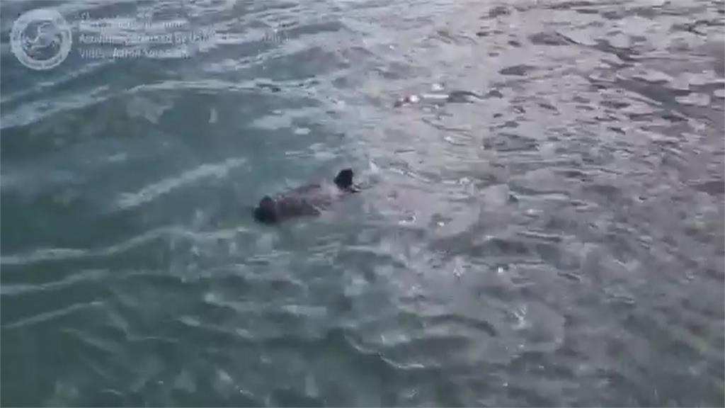 海獺母女遭成群虎鯨攻擊　寶寶臍帶未斷獨自漂流