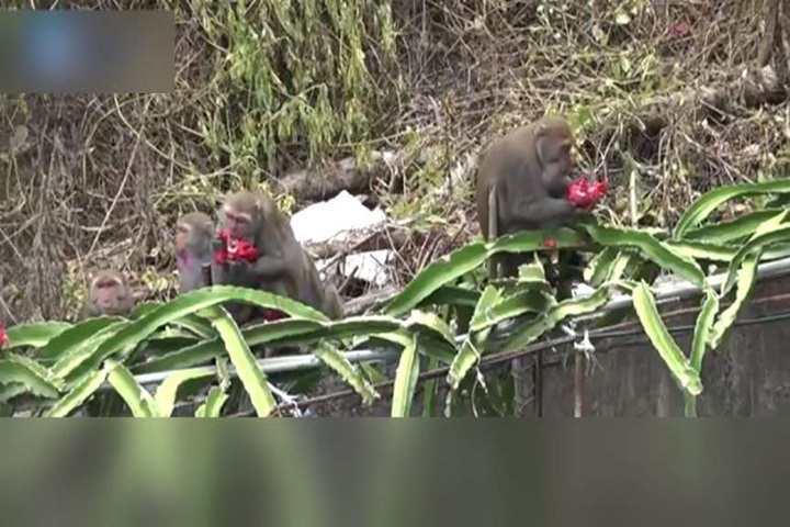 獼猴侵門踏戶 滿州鄉要拿獵槍「驅離」