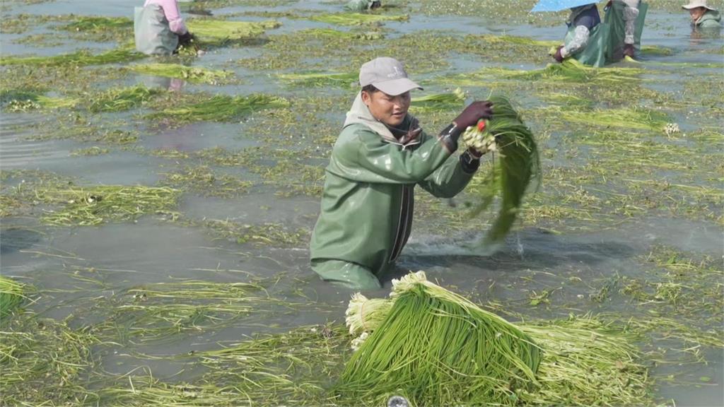 異言堂／一年四季都吃得到　原來「水蓮」這樣採