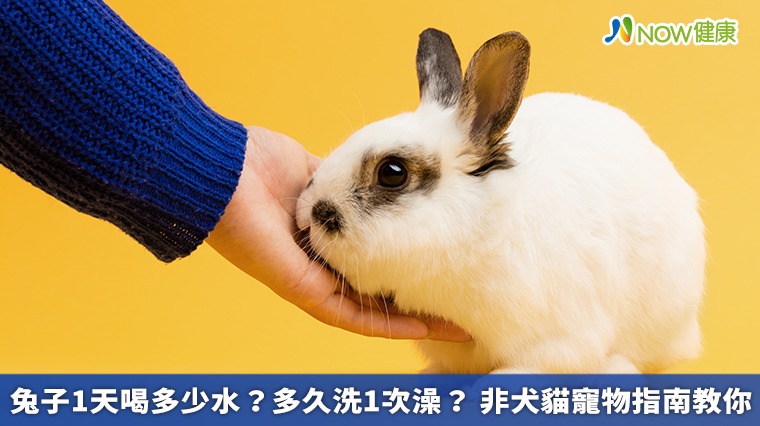 兔子1天喝多少水？多久洗1次澡？非犬貓寵物指南教你