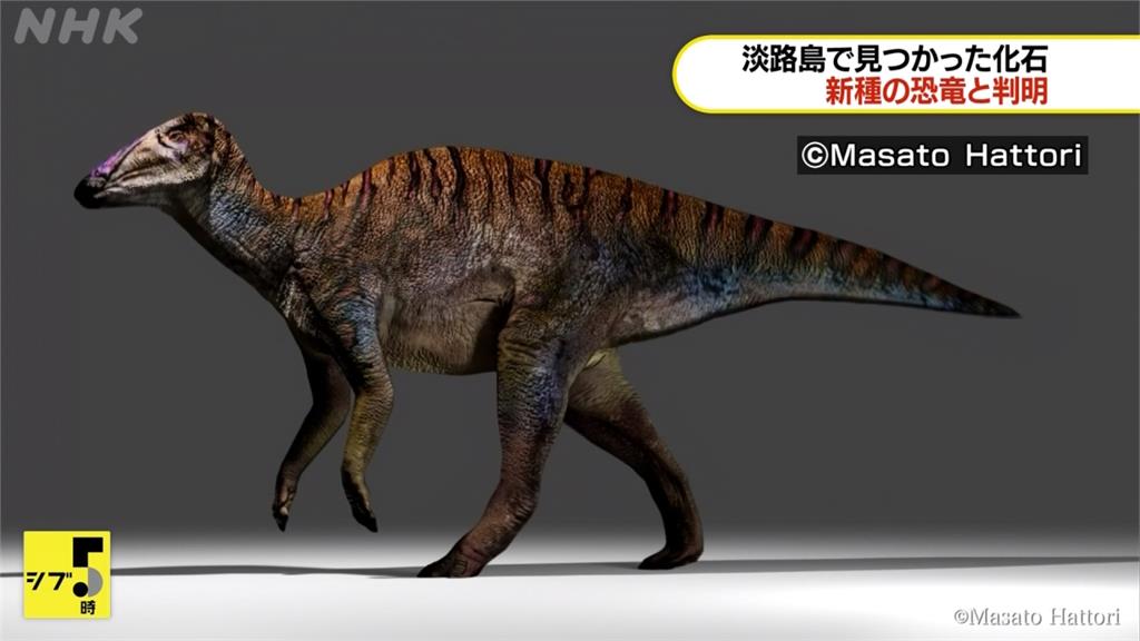 兵庫出土新恐龍化石　取名「伊奘諾的日本龍」