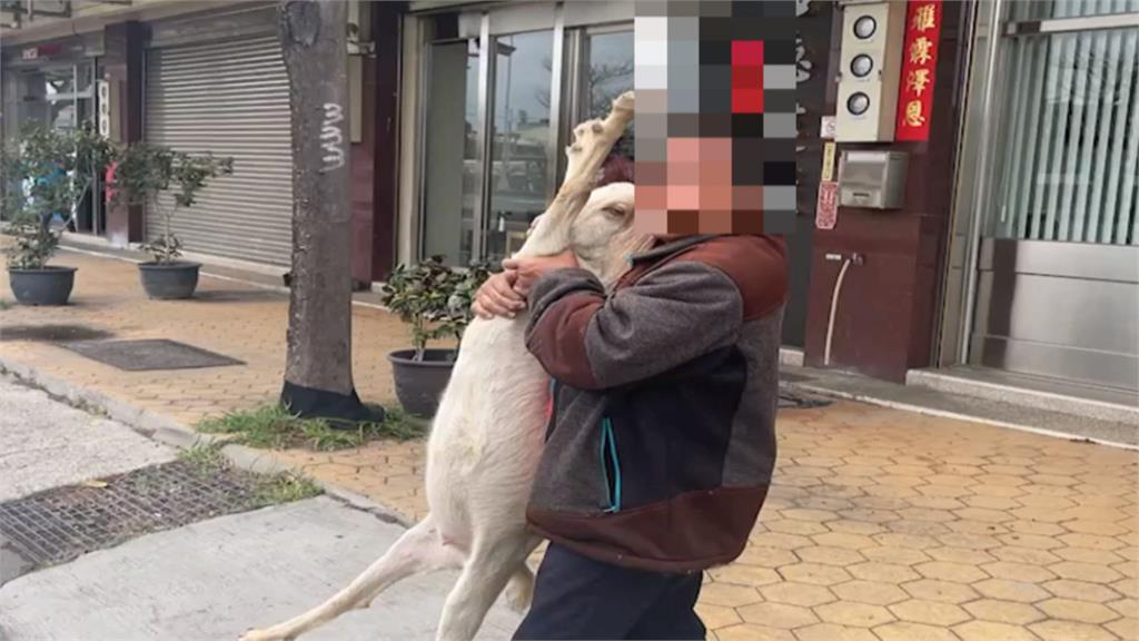 小小羊兒不回家！從羊舍開溜到台灣大道　員警抓羊前後包抄