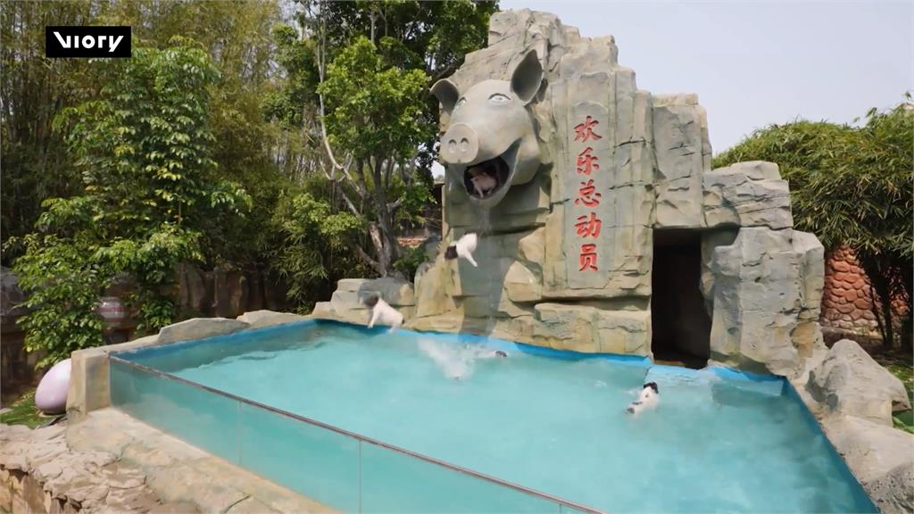撲通！　中國動物園小豬「跳水秀」　華麗表演觀眾叫好
