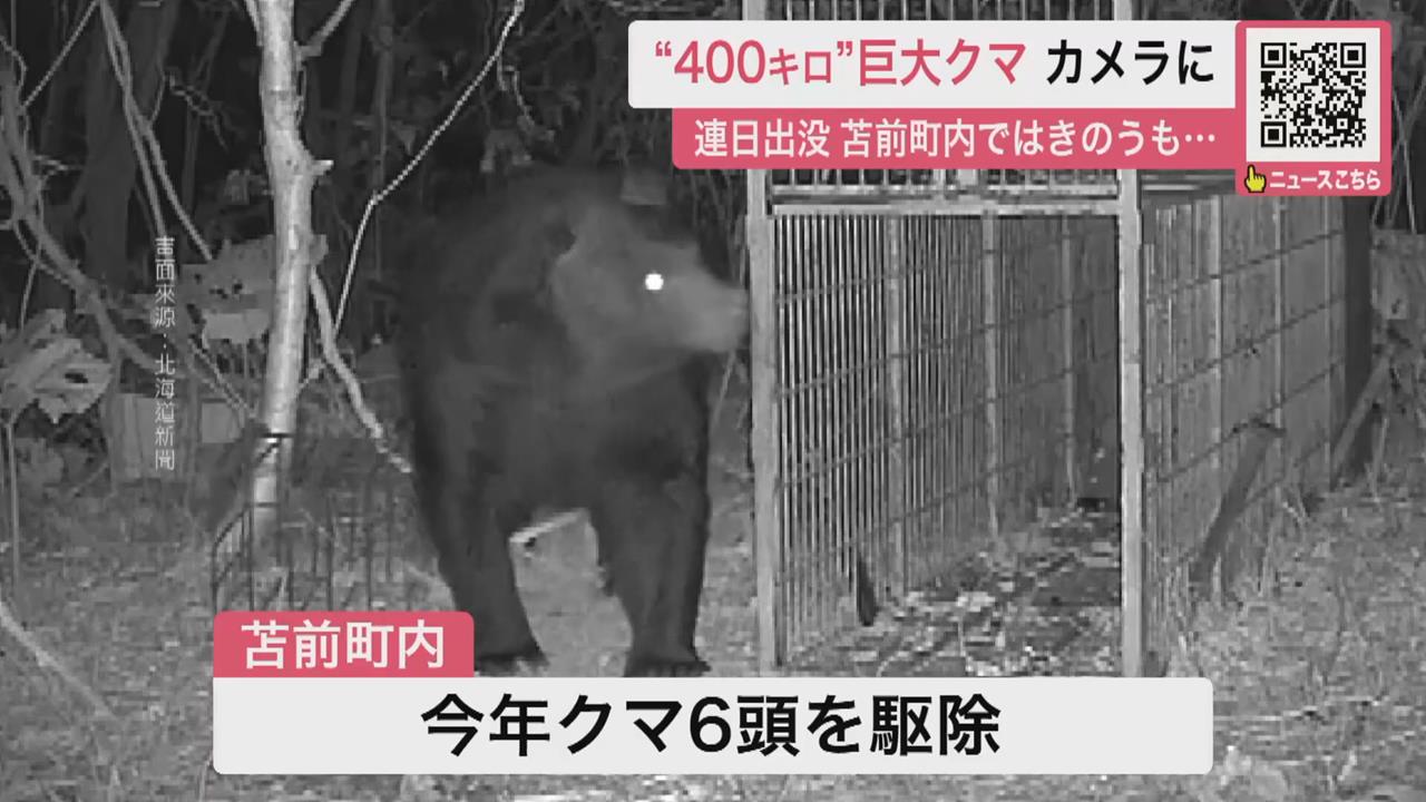 日本熊害已12死創新高！　政府研擬「讓警配步槍」支援獵熊