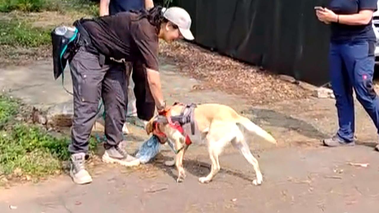 台中警犬隊Uhoo絕活獲肯定　通過德國高級路徑追蹤認證