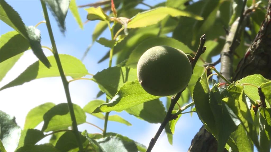 青梅產量剩20% 價格飆漲饕客囤貨