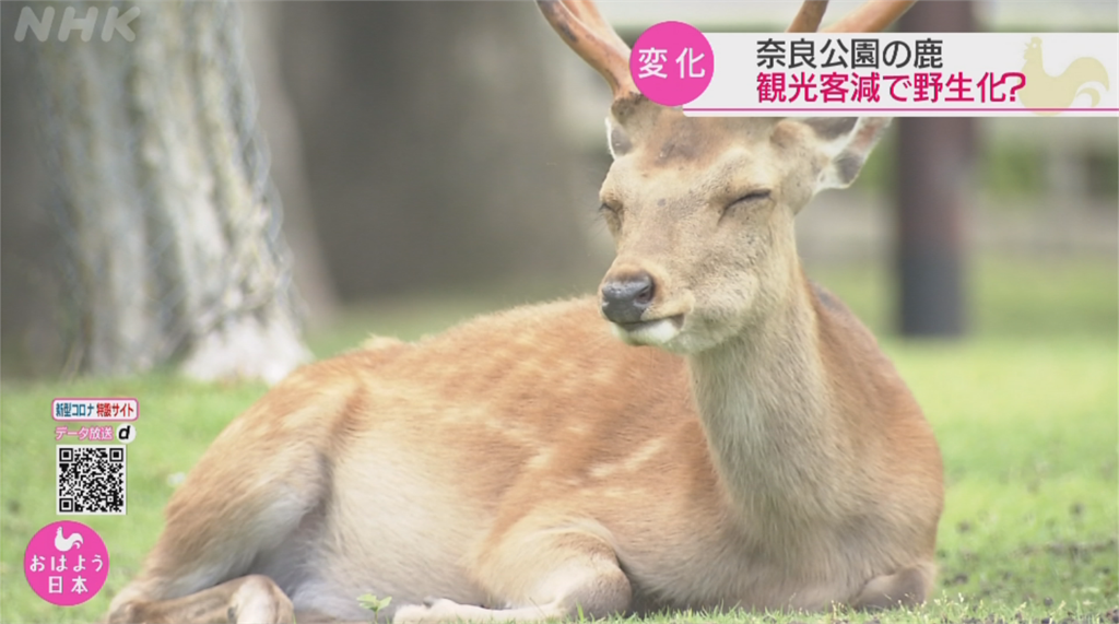 肺炎疫情遊客銳減 日本奈良鹿出現「野生化」