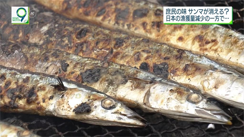 秋刀魚減少怪台灣、中國？日本提案限制捕撈