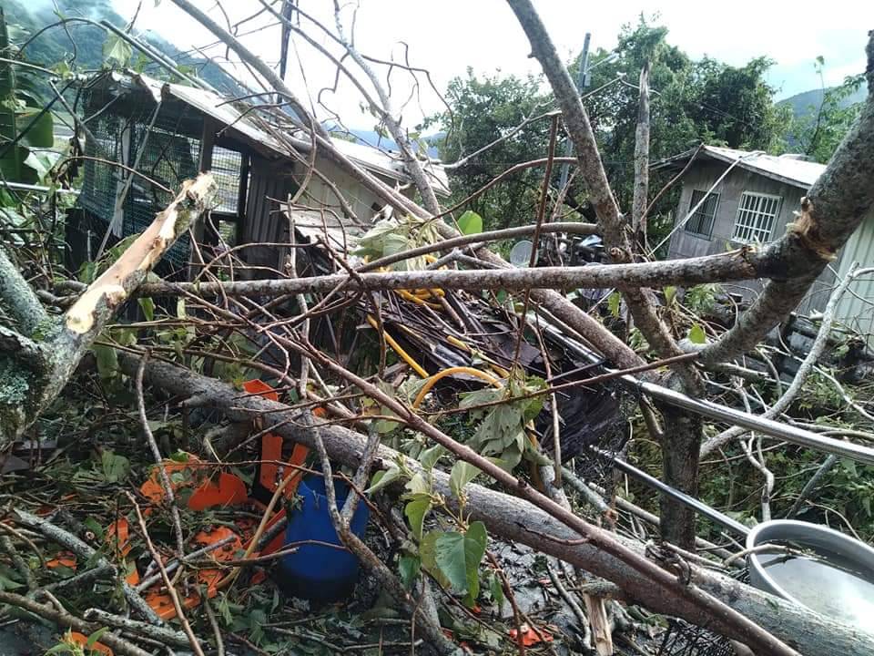 快新聞／軒嵐諾外圍環流發威    宜蘭大樹倒塌「2民宅遭波及」